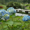 紫陽花のある風景