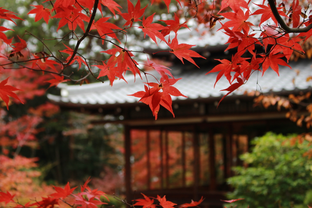 天授庵の紅葉　その1