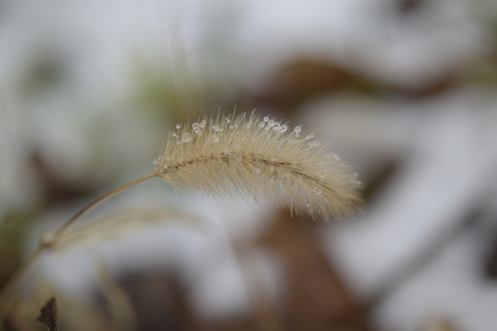 雪の中のねこじゃらし