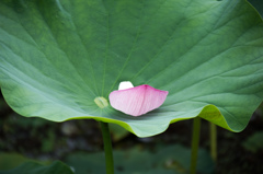 古代蓮なんで終わってるんや……