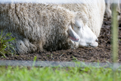 暑いくてだれる羊