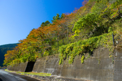 Autumn road