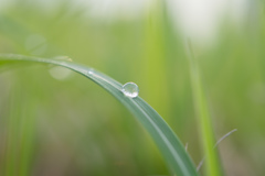 雨上がりのしずく