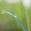 雨上がりのしずく
