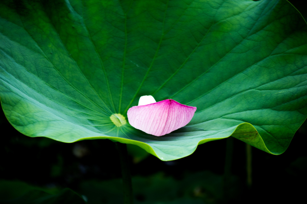 蓮の花びらはらり