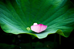 蓮の花びらはらり