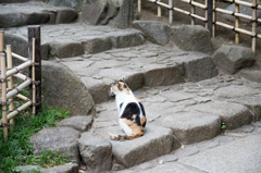 戸越公園の猫