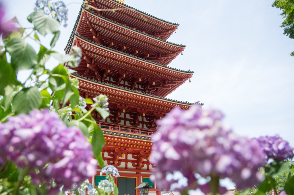 紫陽花と五重の塔