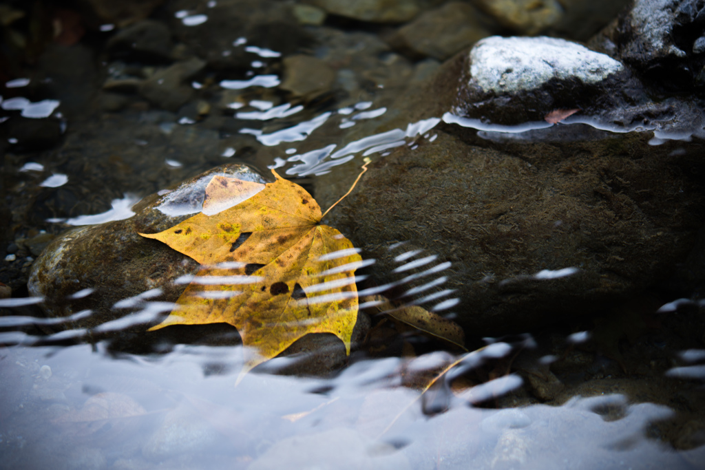 Fallen leaves will Wash away