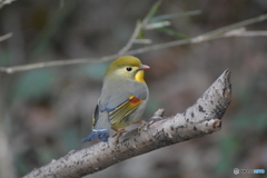 近所の公園で