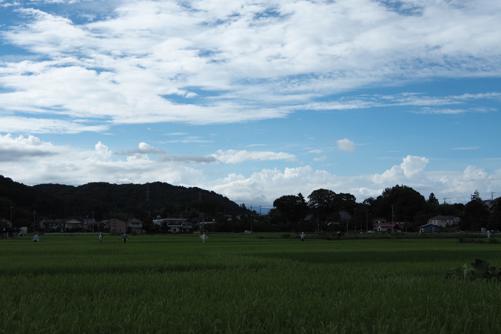 夏の田んぼ