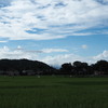 夏の田んぼ