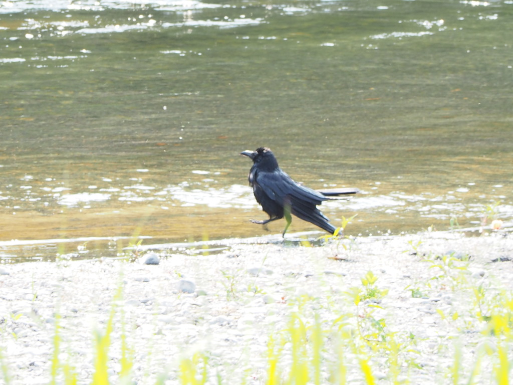カラスのステップ