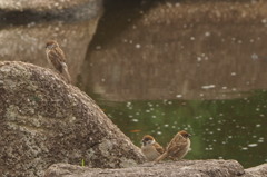 空飛ぶドブネズミ