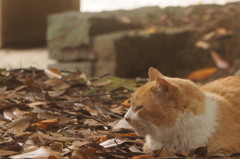 考える猫