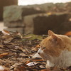 考える猫