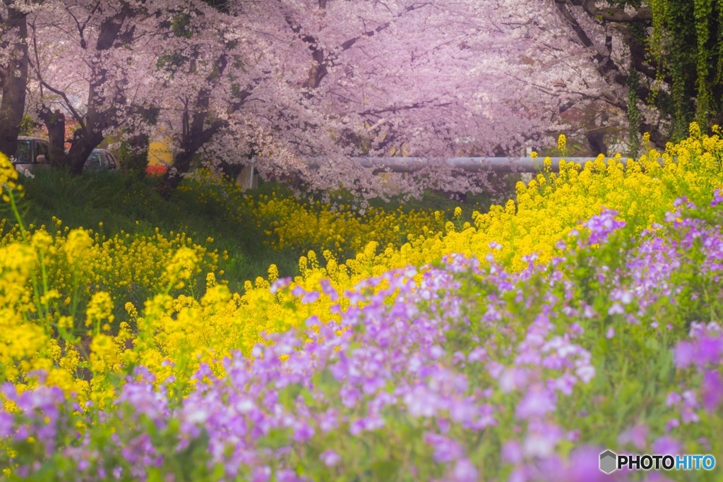 今年見つけた、春色の輝き