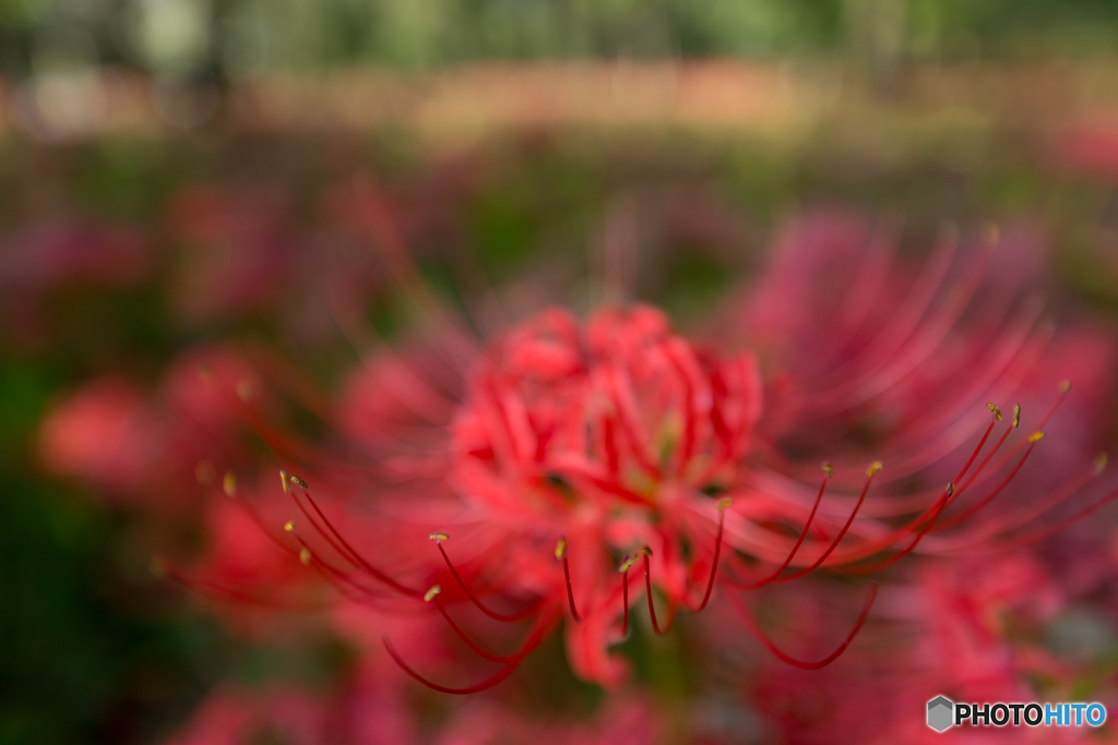 曼殊沙華　彼岸花