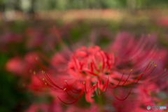 曼殊沙華　彼岸花