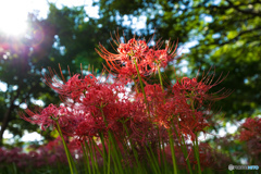 曼殊沙華　彼岸花その２