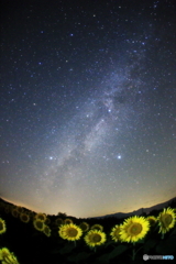 ひまわりと天の川