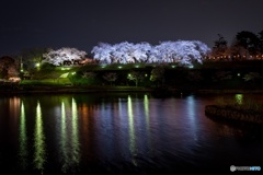 前橋公園の夜桜