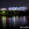 前橋公園の夜桜