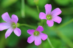 花壇の花