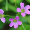 花壇の花