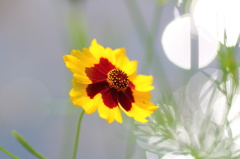 川辺に咲く花