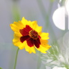 川辺に咲く花