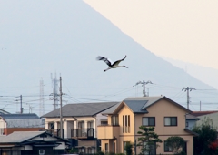 コウノトリ④