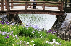 仲良く花菖蒲見物