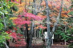 虹の滝（こうのたき）の紅葉