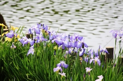 水辺の花菖蒲