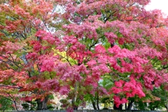 大窪寺の紅葉