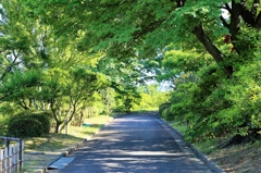 木陰が恋しい季節