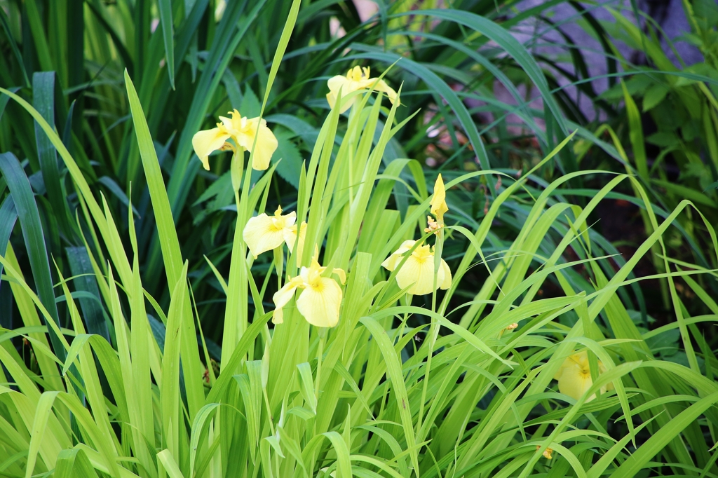 花菖蒲