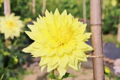 仏生山公園ダリア園①