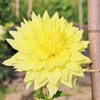 仏生山公園ダリア園①
