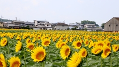 ヒマワリ畑（全景）