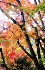大窪寺の紅葉