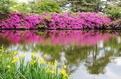 ツツジと花菖蒲