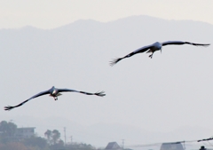 コウノトリの飛翔