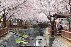 鹿の井出水の桜まつり