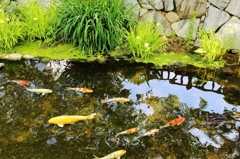 出水のぬし