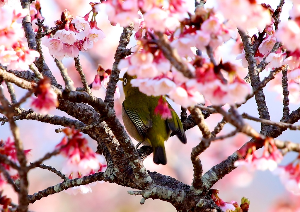 寒桜でかくれんぼ