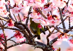 寒桜でかくれんぼ