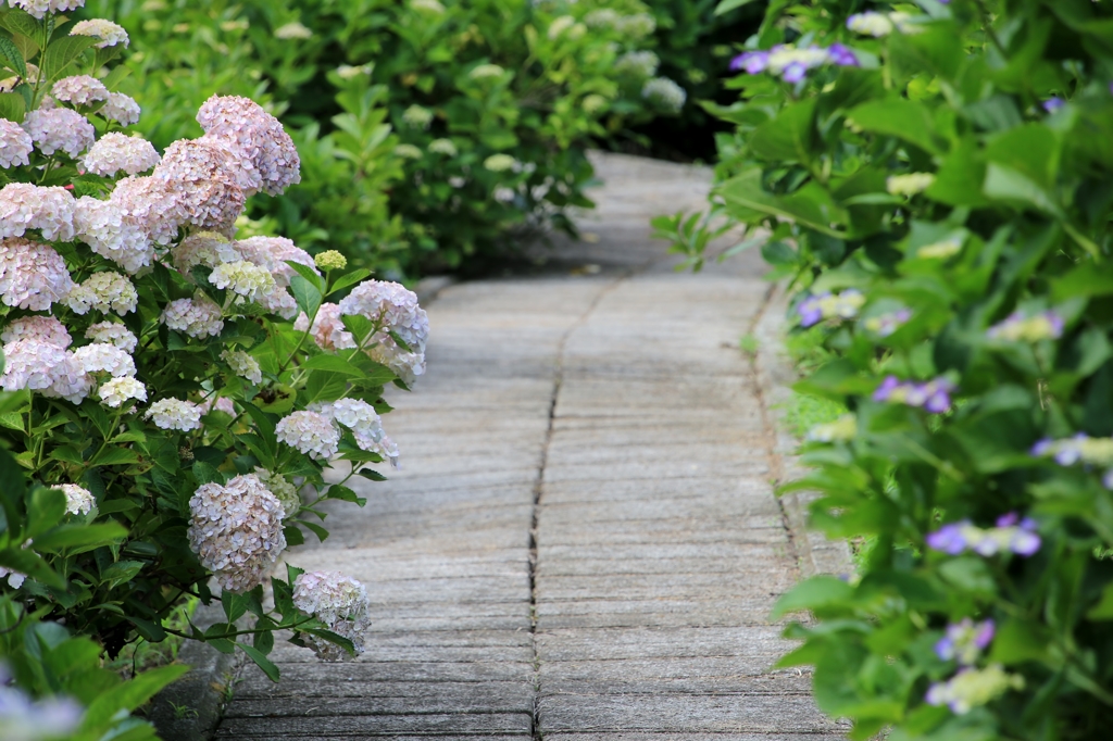 紫陽花の道