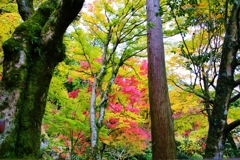 大窪寺の紅葉